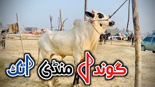 Gondal mandi today 2024 latest update ll Part 1 ll talagang mandi ll Jamil tv ll [upl. by Netsirhc561]