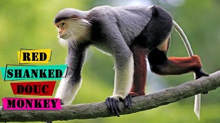 Red Shanked Douc  Most Colorful and Endangered Monkey [upl. by Notgnilra]