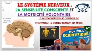 LE SYSTÈME NERVEUX6e la sensibilité consciente et la motricité volontaire [upl. by Ecire]