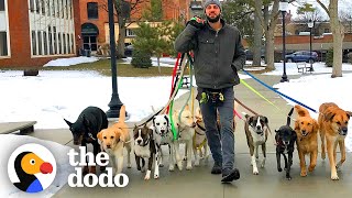 Professional Dog Walker Teaches Pack Of Dogs How To Perfectly Behave On Walks  The Dodo [upl. by Euqirat415]