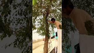 Tree cutting  cutter  Short viral  mini vlog  tree cutter cutting funny viralshort mini [upl. by Leilani]