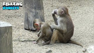 Monkeys Delighting in Each Others Company [upl. by Kartis]