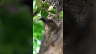 Black headed cuckoo shrike blackheadedcuckooshrike bords birdwatching [upl. by Boot718]