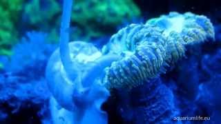 Aquarium lifePart 2 LPS blastomussa coral care and its competitors [upl. by Ecinahc]