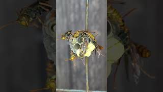 Growth Record of Paper Wasp Nest [upl. by Retrop375]