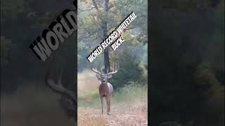 New Crossbow World Record Typical Whitetail Buck [upl. by Yniffit]