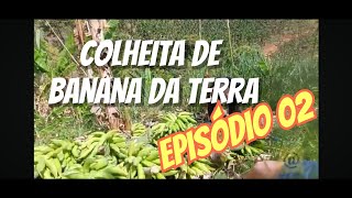 Colheita de banana da terra  Episódio 02  Coisas do Nordeste [upl. by Eizzo55]