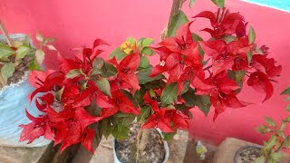 Top 12 Bougainvillea varieties with Names or IDsBougainvillea plants6289112141 [upl. by Arotal]