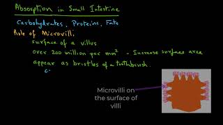 Role of Microvilli in Absorption [upl. by Derwood667]