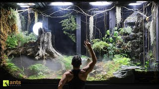 2 Month Evolution of My Giant Rainforest Vivarium [upl. by Yhtimit]