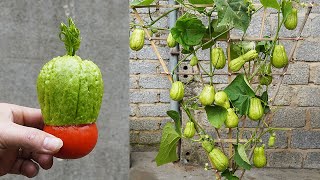 How To Grow Chayote With Fruit Is Simple But Highly Effective [upl. by Philipines]