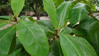 ដើមឆ័ត្រ  Terminalia catappa Tree  Chatt Tree called in Cambodia [upl. by Peursem]