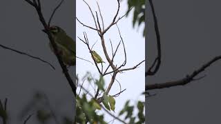 Coppersmith Barbet barbet badweather windy struggle birds birdslife wildlife birdsvideo 4k [upl. by Oicneconi]