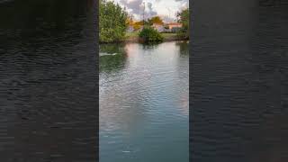 Manatees swimming under water [upl. by Assilav]