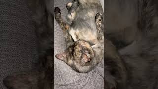 THE loudest “licker”  no sound effects kittey kittty cutecat cute cat cats catvideos [upl. by Yenobe105]