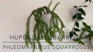 Huperzia Squarrosa Phlegmariurus squarrosus Showcasing my specimen and showing propagation nodes [upl. by Ventura]