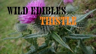 Wild Edible Plants Thistle Wilderness Survival [upl. by Eyaj23]