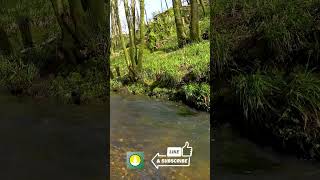 Babbling Brook ASMR Relaxing Forest Ambiance with Peaceful Birdsong  Short River sound 120 [upl. by Reinhart]