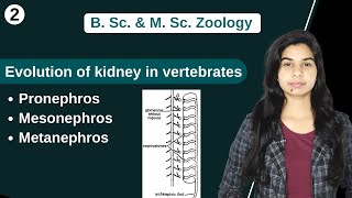 Comparative anatomy of Urinogenital system  Evolution of kidney in vertebrates  Zoology [upl. by Sesylu86]