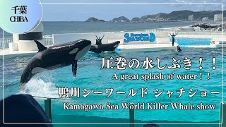 【圧巻の水しぶき！】鴨川シーワールド シャチショー（Kamogawa Sea World Killer Whale show）Japan Travel Chiba [upl. by Enimisaj]