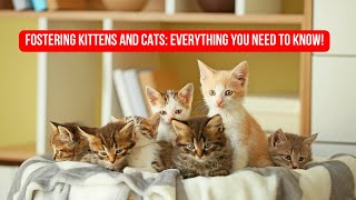 Fostering Kittens and Cats Everything You Need to Know 🐈 fostering [upl. by Weirick]