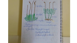 BRIÓFITAS PLANTAS  Angelo Vieira [upl. by Alyakcm373]