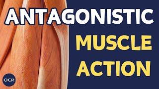 Roles of muscles in movement  OCR GCSE PE  Muscular System 12 [upl. by Brice66]