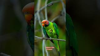 The Beautiful Pulm Headed Parakeetbirdlife foryou nature birds [upl. by Eatnahs522]