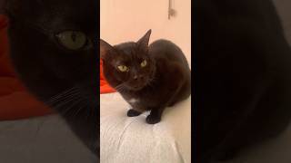 É PICCOLINO E BELLINO cat comment catlover cute viralvideo kitten pets like youtubeshorts [upl. by Asiat733]