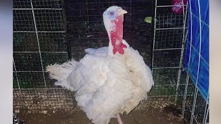 Warrenton turkey named USBCable goes missing before being pardoned [upl. by Rosalba]