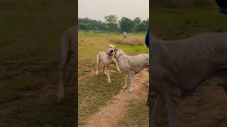 Bully Kutta Chennai bullykutta doglover rottweilerlove love pets Tamilnadu trending viral [upl. by Figge486]