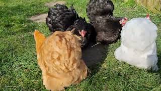 Pekin Bantams [upl. by Ahsema409]