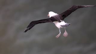 Blackbrowed Albatross in flight slow motion [upl. by Lewls653]