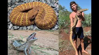 Finding Giant Goannas Death Adders amp Blue Tongue Lizards in Western Australia [upl. by Lipscomb]