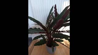 Calathea Elgergrass  watch it move  Timelapse  walkxtravel [upl. by Raual705]