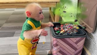 Smart monkey Annie helps brother clean the house [upl. by Weinert]