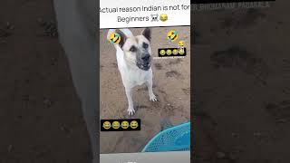 Dog na kat liya 🤣😂 😱views viralshort doglover comedy goodvibes [upl. by Nehemiah]