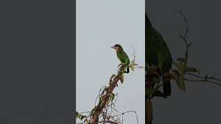 White cheeked barbet whitecheekedbarbet birdwatchingbyranjit birds birdwatching [upl. by Chappy]