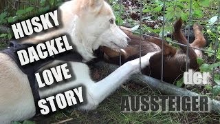 HDLS Husky Dackel Love Story  der AUSSTEIGER [upl. by Kassandra]