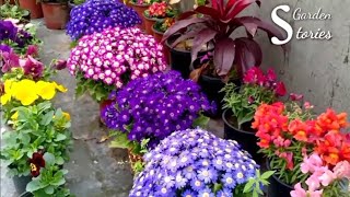 Best 30 Winter Flowering Plants  Winter Garden Overview 2020 [upl. by Eitsyrk]