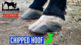 TRIMMING a RESCUE horse with CHRONIC LAMINITIS  LONG HOOVES   GIVEAWAY [upl. by Mudenihc986]