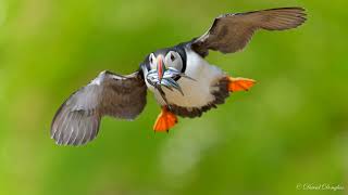 Skomer Island Puffins June 8th 2024 [upl. by Rusticus]