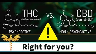 CBD vs THC A Doctors take  CBD is a safe alternative for pain anxiety and sleep [upl. by Etam343]