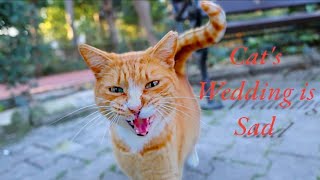 Cats Wedding 💍is 🙍Sad cat​ cutecat​ aicat​ kitten​ catstory​ 4k [upl. by Nwahsem39]