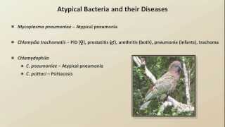 Antibiotics for Atypical Infections Antibiotics  Lecture 7 [upl. by Dej]