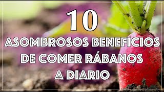 Descubre los 10 Asombrosos Beneficios de Comer Rábanos a Diario ¡Salud Sabor y Nutrición [upl. by Lah]