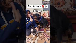 Never mess with Rottweiler 🚨 magic diljitdosanjh trendingsong husky shorts dog [upl. by Hunger]