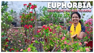 Euphorbia Everything You Need to Know  Care Propagation Tips and More [upl. by Ruosnam175]