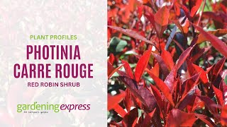 Photinia Carre Rouge  Red Robin Shrub [upl. by Barnes]