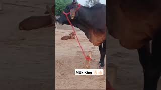 Milk King cow [upl. by Osnofla]